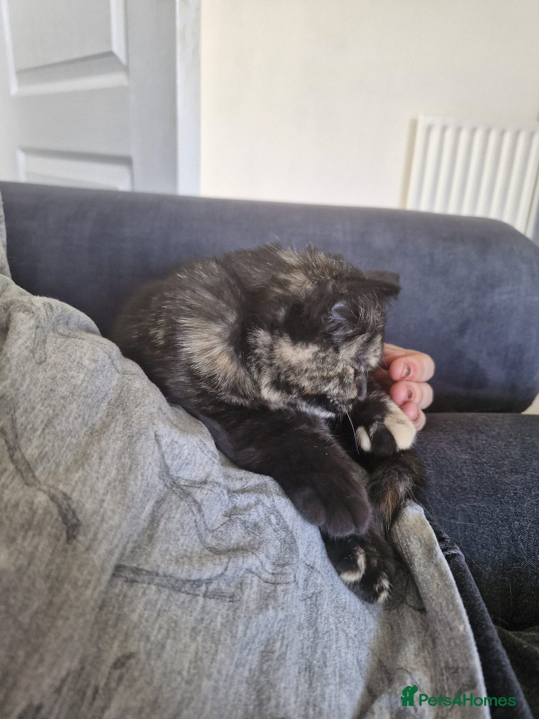 Selkirk Rex cats for sale: Pedigree Selkirk rex  kittens ready now  in Burnham-on-Sea - Image 10