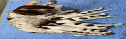 English Springer Spaniel dogs for sale: Springer spaniel puppies  - Advert 13