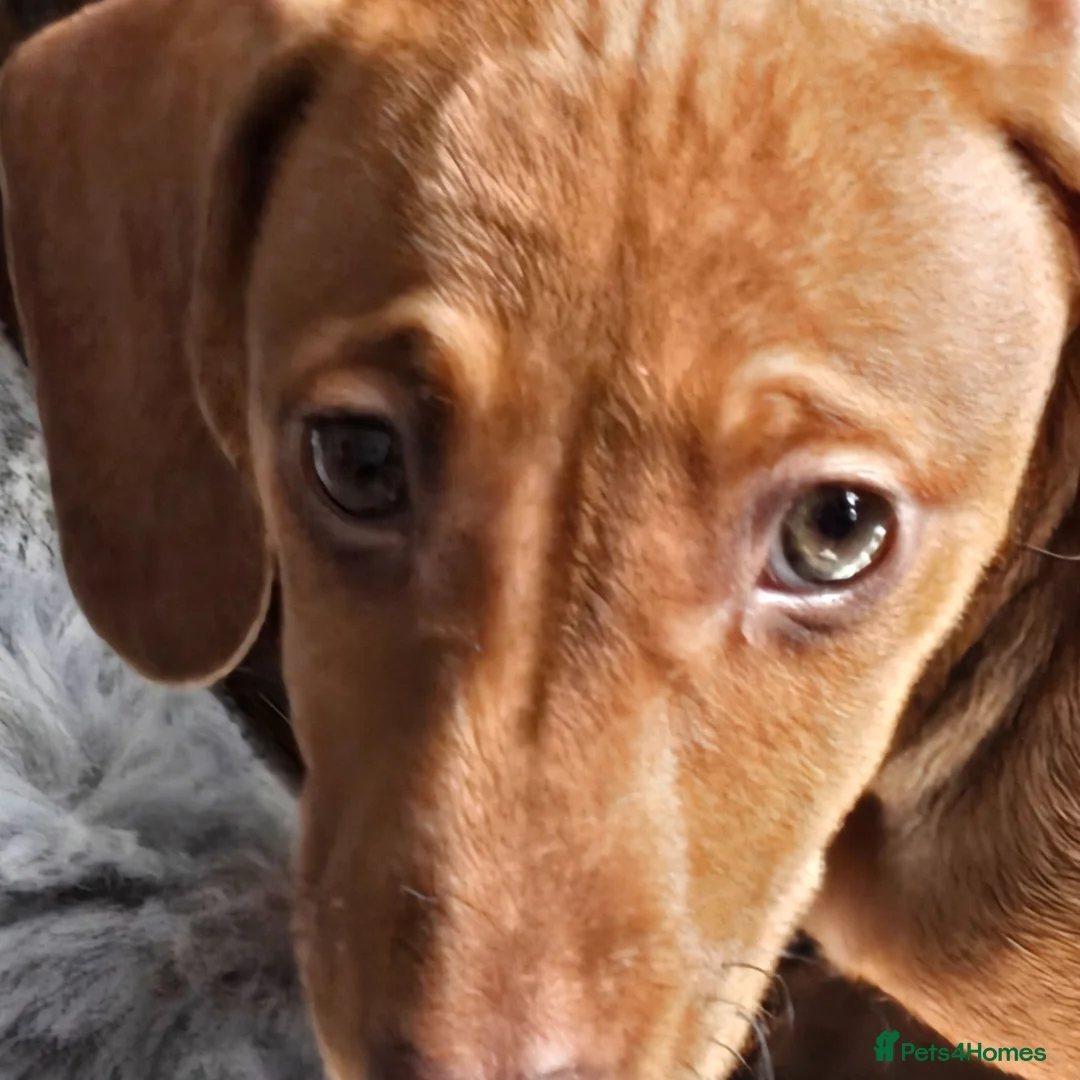 Miniature Dachshund dogs for sale: Minature dachshund  in Barnsley - Advert 1