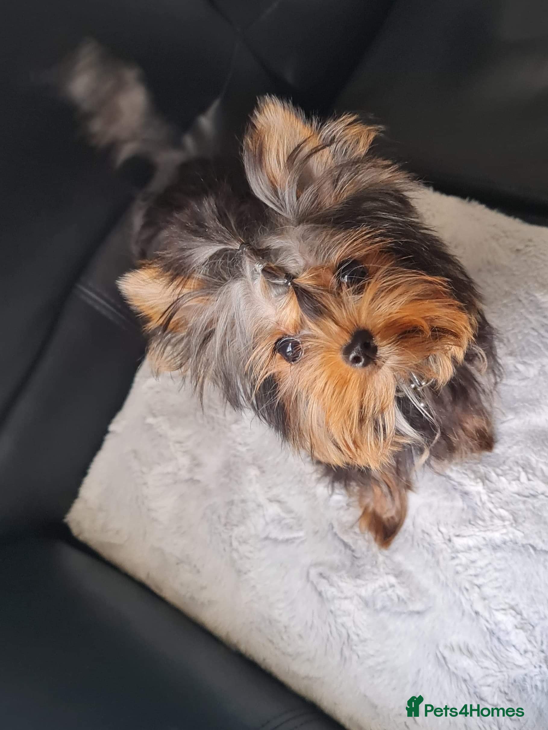 Yorkshire Terrier dogs 2kg Yorkie boy for stud BOSTON - Advert 2