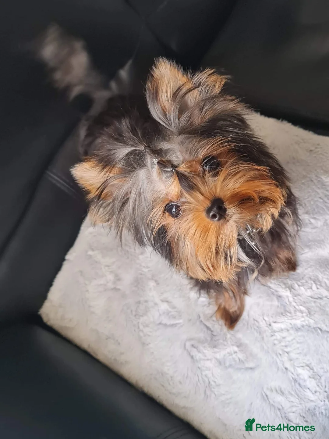 Yorkshire Terrier dogs for stud:  **  Yorkie for stud  in Leicester - Advert 9