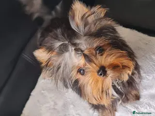 Yorkshire Terrier dogs 2kg Yorkie boy for stud BOSTON - Advert 2