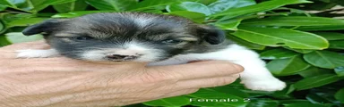 Mixed Breed 2