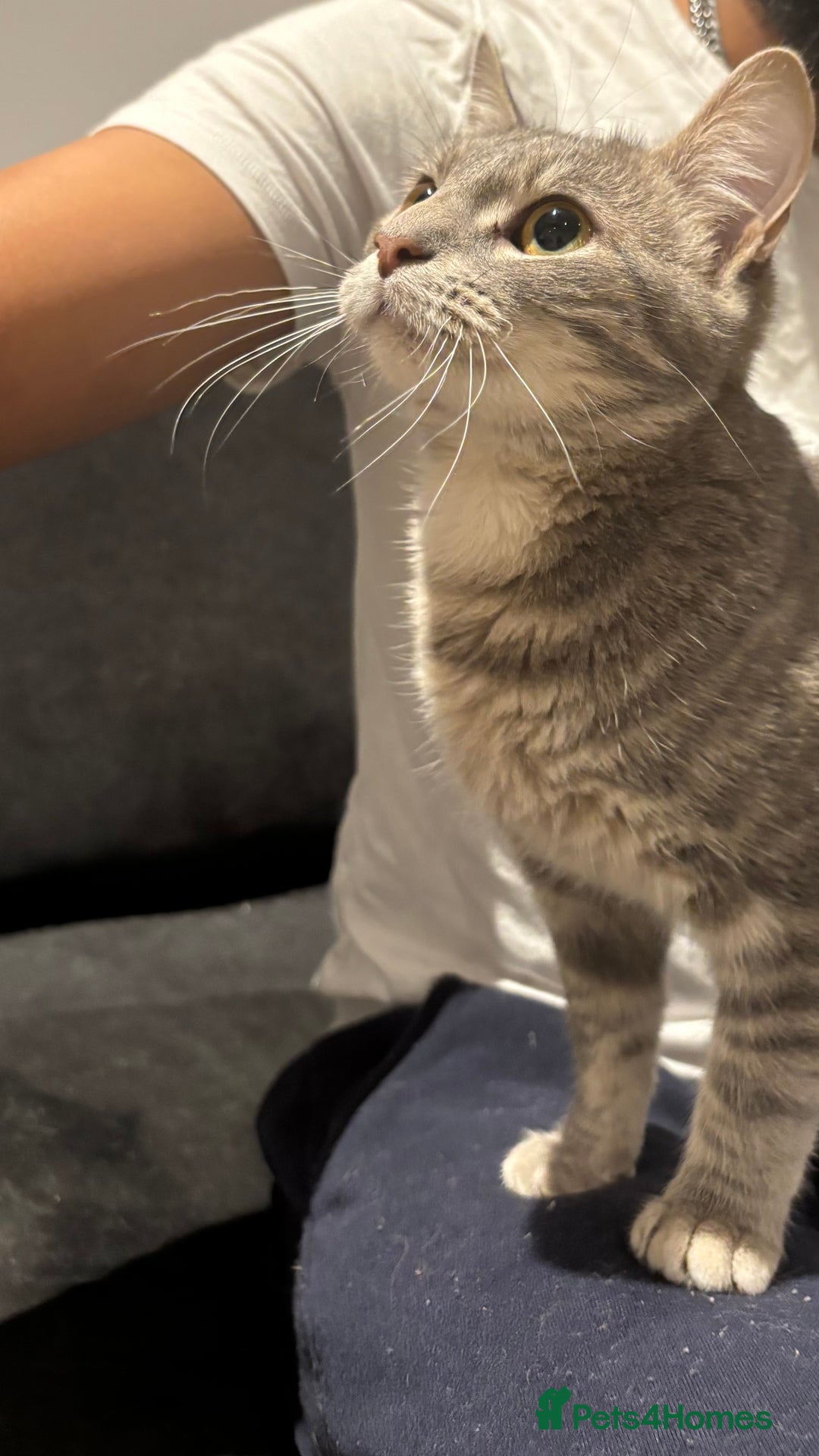 Domestic Shorthair cats for sale: 1 x Male and 1x Female cat - Advert 1