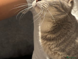 Domestic Shorthair cats for sale: 1 x Male and 1x Female cat - Advert 1