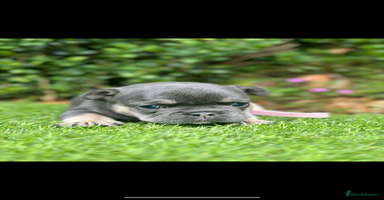 French Bulldog dogs - Advert 11