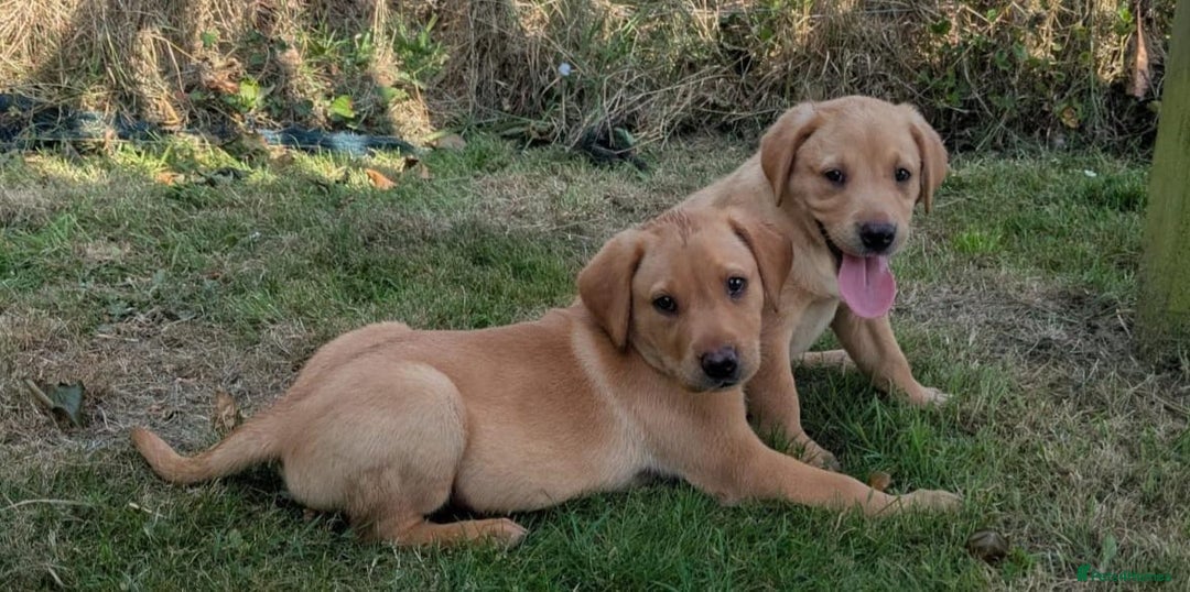 Labrador Retriever dogs for sale: Fully Health Checked Labrador Puppies - Image 6