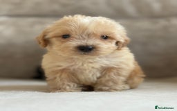 Cockapoo dogs for sale: F1 cockapoo puppies PRA TESTED - Image 22