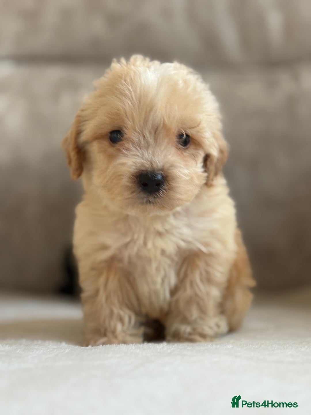 Cockapoo dogs for sale: F1 cockapoo puppies PRA TESTED - Image 22