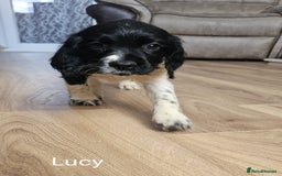 English Springer Spaniel dogs for sale: English KC Reg Springer Spaniels For Sale - Image 10