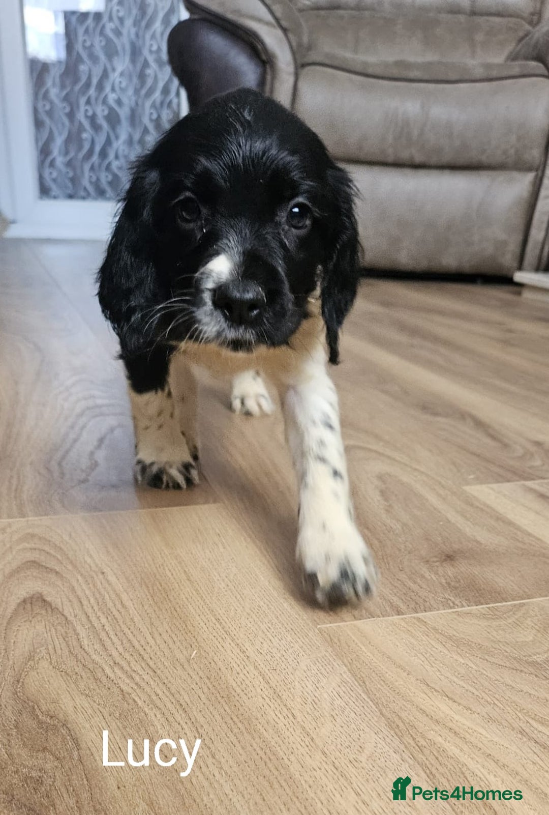 English Springer Spaniel dogs for sale: English KC Reg Springer Spaniels For Sale - Image 10