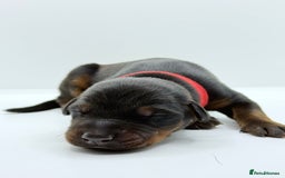 Dobermann dogs for sale: 🐾 Black Females available / Kc Puppies🐾 - Image 10