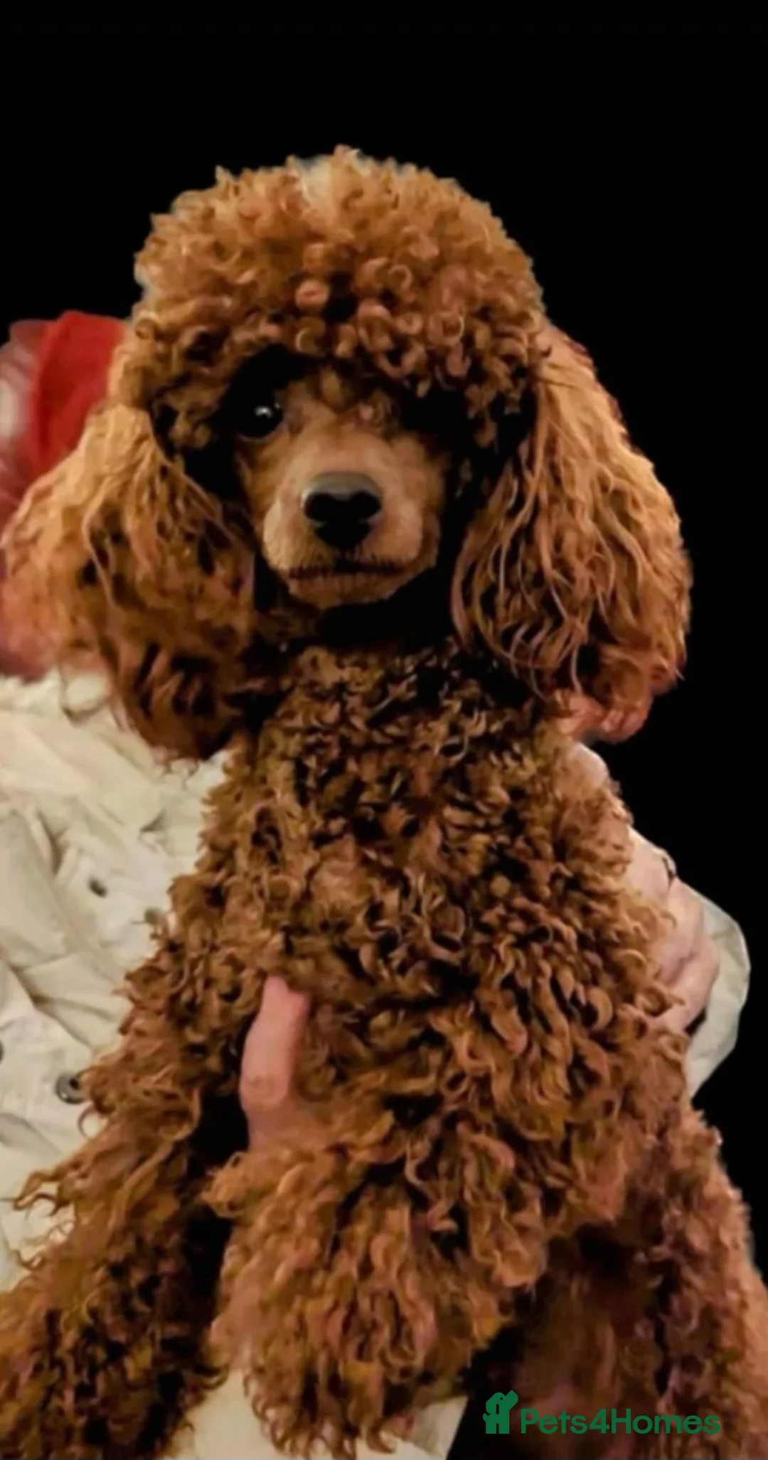 Maltipoo dogs for sale: Female Maltipoo - Advert 4