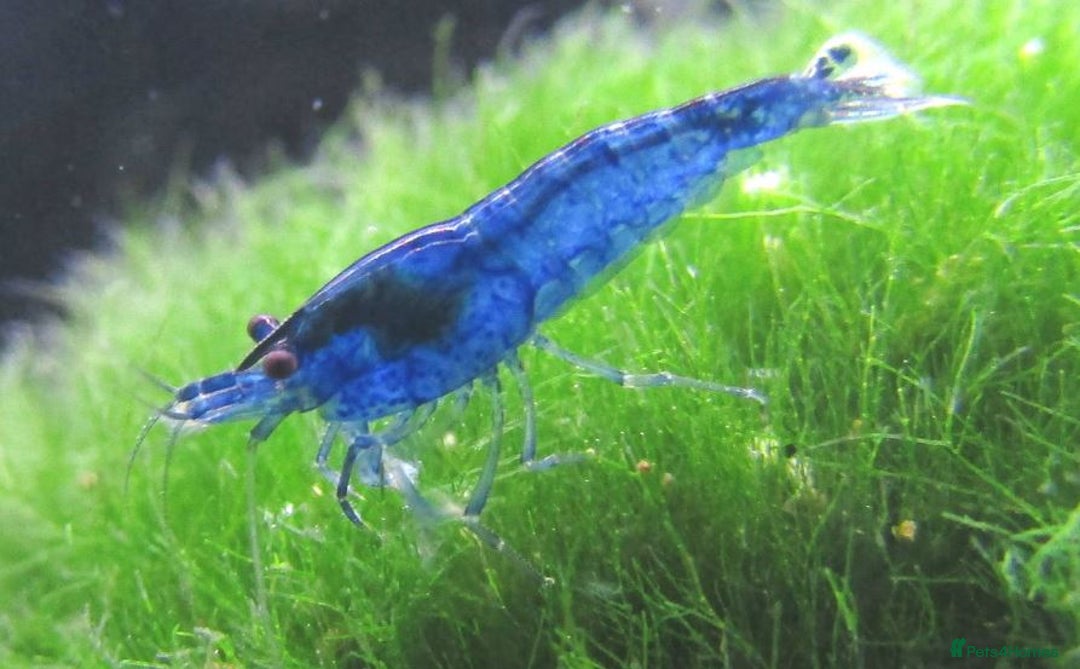 Shrimps fish for sale: 🔥RED, BLUE & YELLOW SHRIMP 🦐 + a free plant 🍃 - Image 5