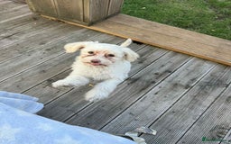Chinese Crested dogs for sale: Chinease crested powder puff  - Image 2