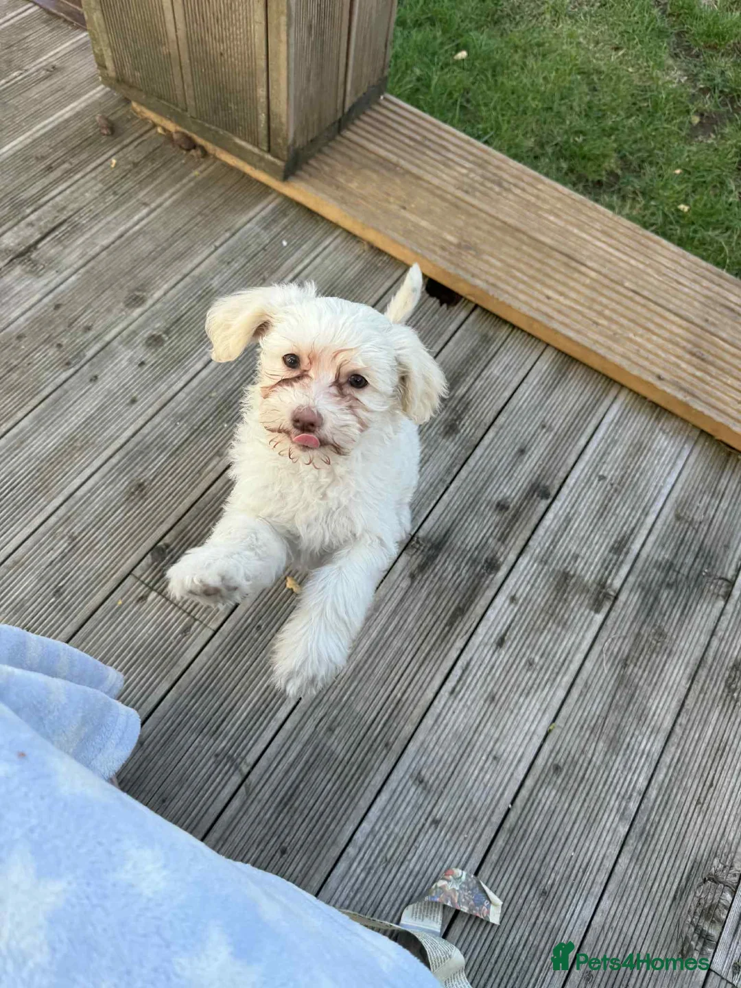 Chinese Crested dogs for sale: Chinease crested powder puff  - Advert 2