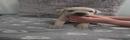 Cane Corso dogs for sale: Straw Cane Corso Pups - Advert 7
