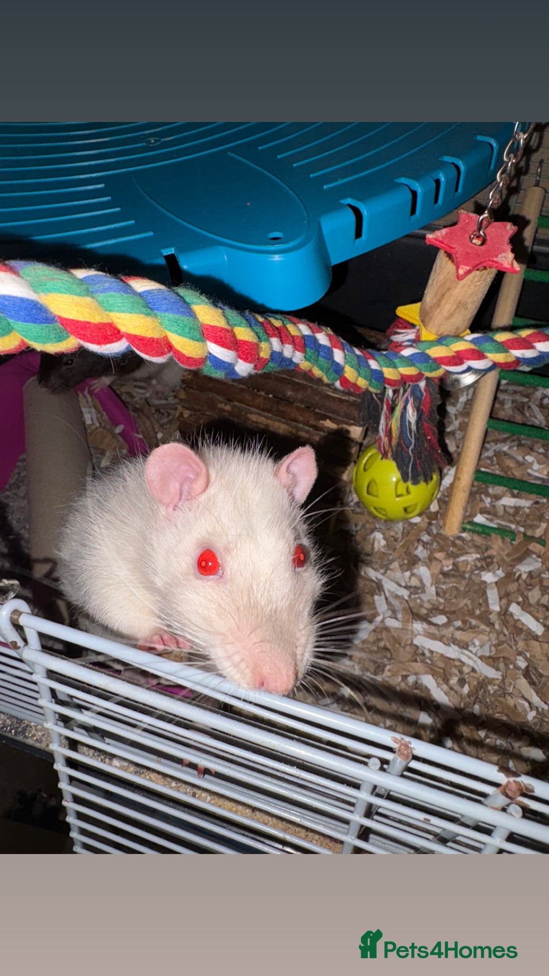 Rat rodents for sale: Lovely male pet rats - Advert 2