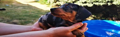 Dachshund 2