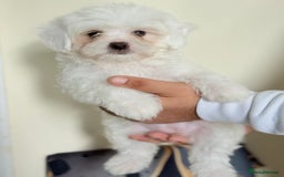 Maltese dogs for sale: Maltese pups/dogs/puppies  - Image 7