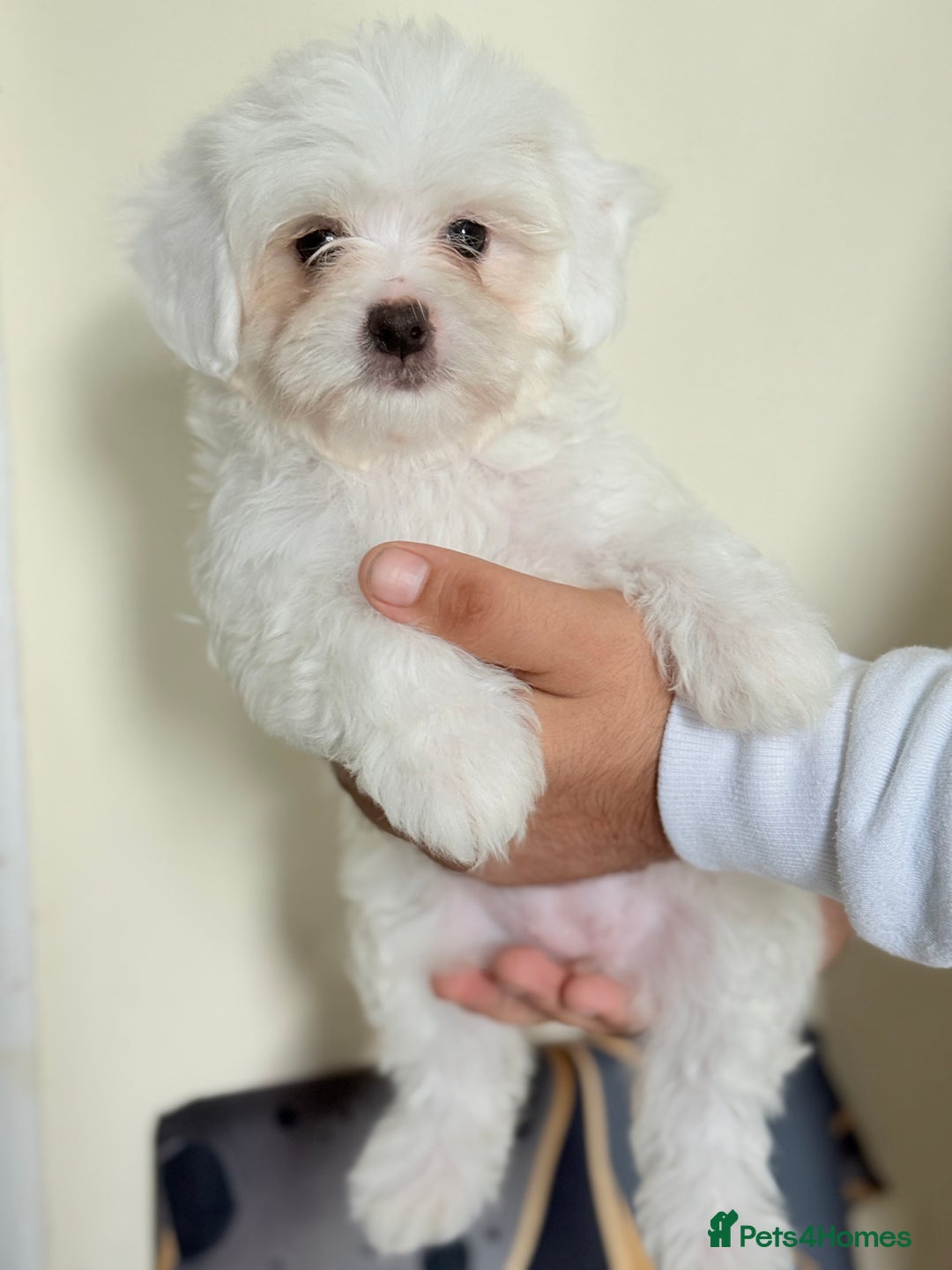 Maltese dogs for sale: Maltese pups/dogs/puppies  - Image 7