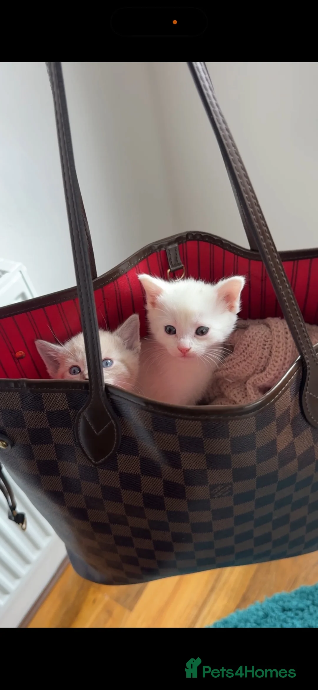 Mixed Breed cats for sale: Kittens  - Advert 1