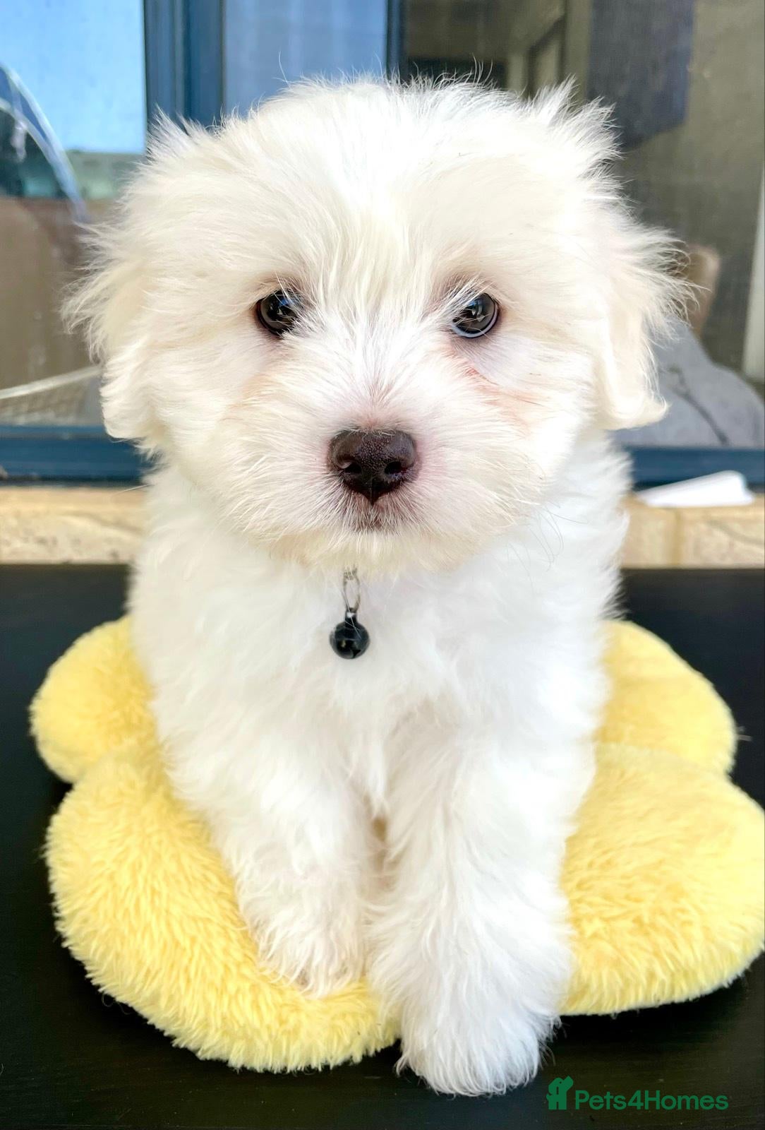 Jack Russell dogs place a reservation and pickup tomorrow - Advert 1