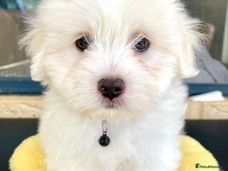 Jack Russell dogs male and female Maltese available - Advert 16