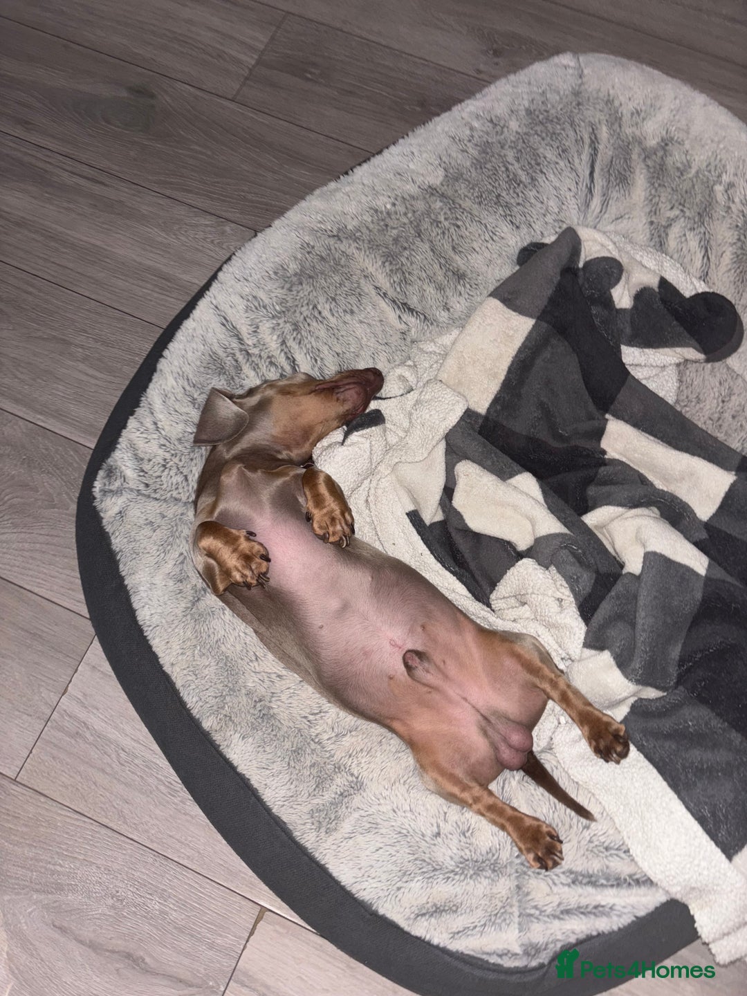 Miniature Dachshund dogs for stud: Isabella Blue Dachshund  - Advert 7