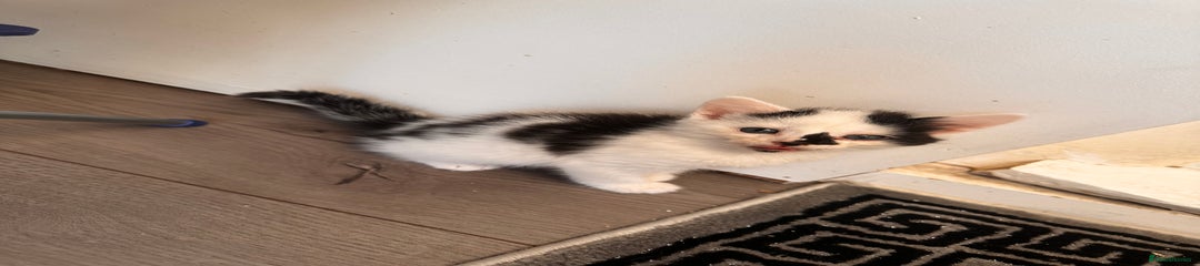 Domestic Shorthair Kitten 2