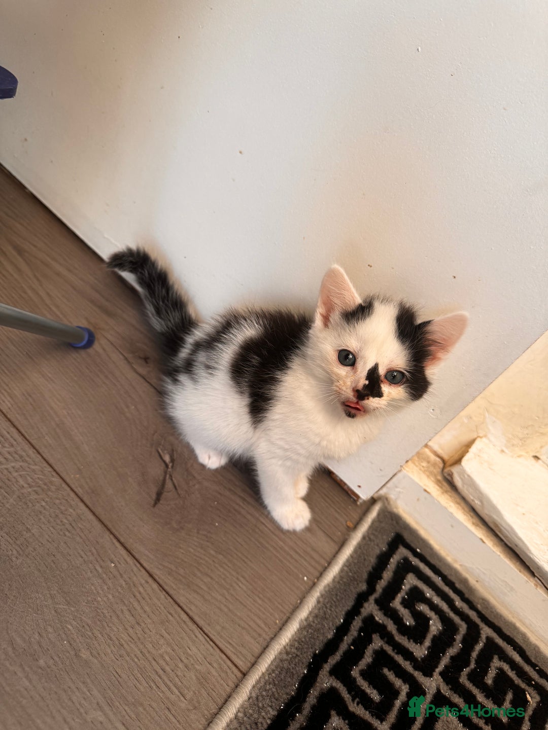 Domestic Shorthair cats for sale: 4 kittens(2 females,2 males) - Image 3