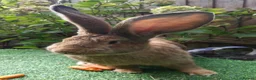 Continental Giant rabbits for sale: PURE HEALTHY Continental Giants PROVEN FOR STUD🐰  - Advert 4