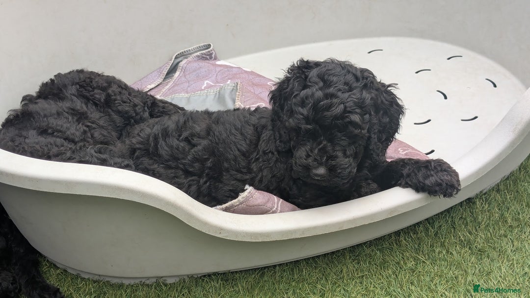 Poodle dogs for sale: Moyen Poodles - Image 11