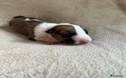 English Bull Terrier dogs for sale: English bull terriers  - Image 26
