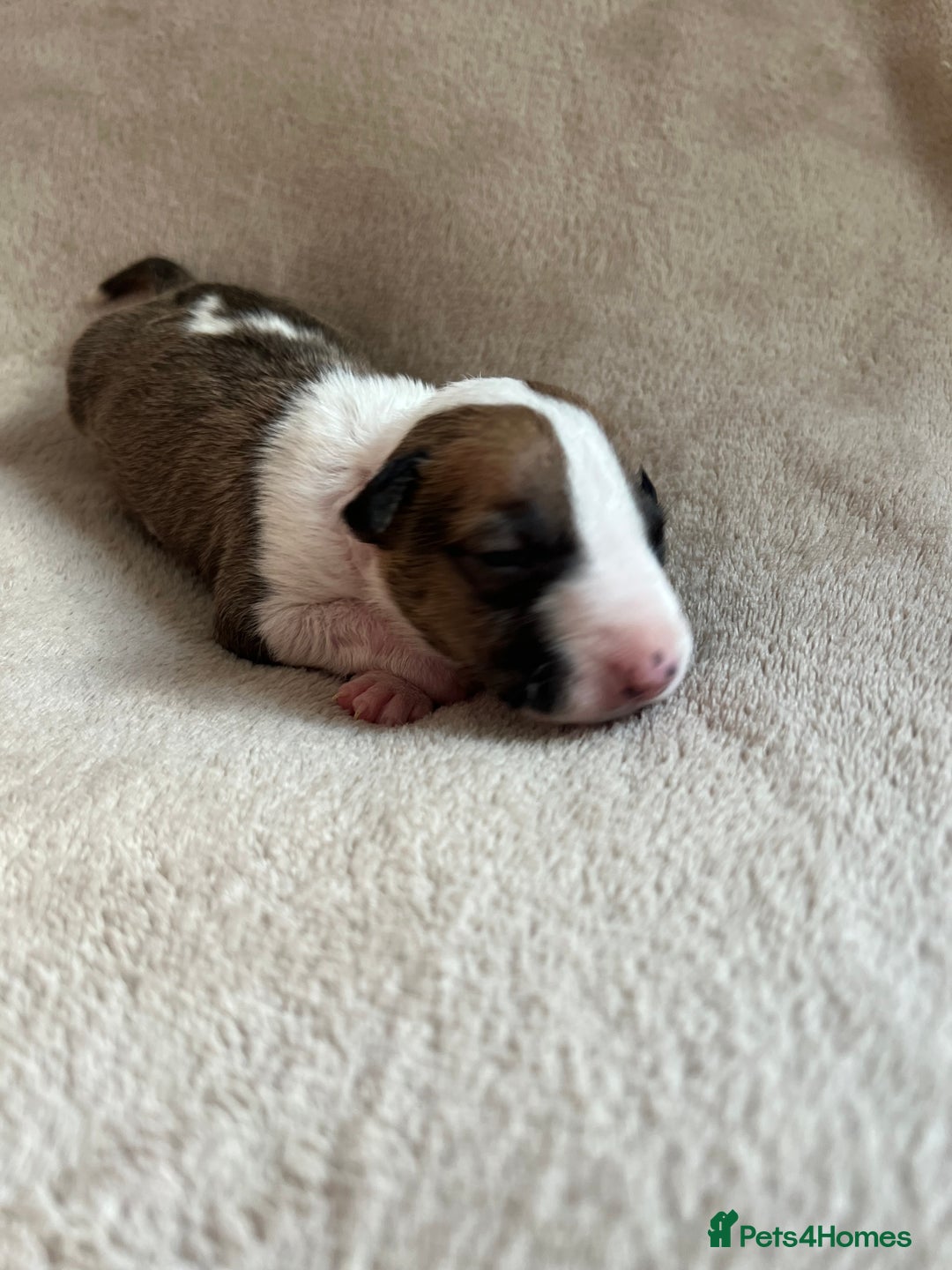 English Bull Terrier dogs for sale: English bull terriers  - Image 26