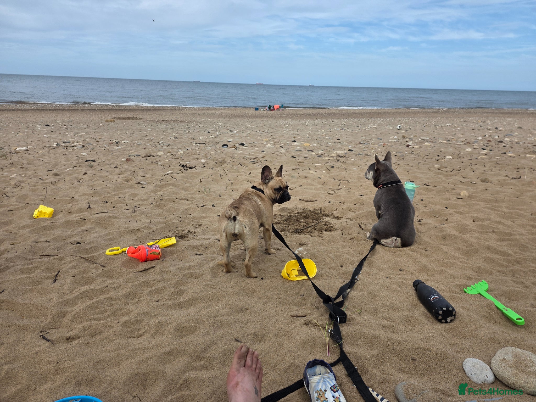 French Bulldog dogs for sale: Gorgeous blue and tan girl - Advert 2