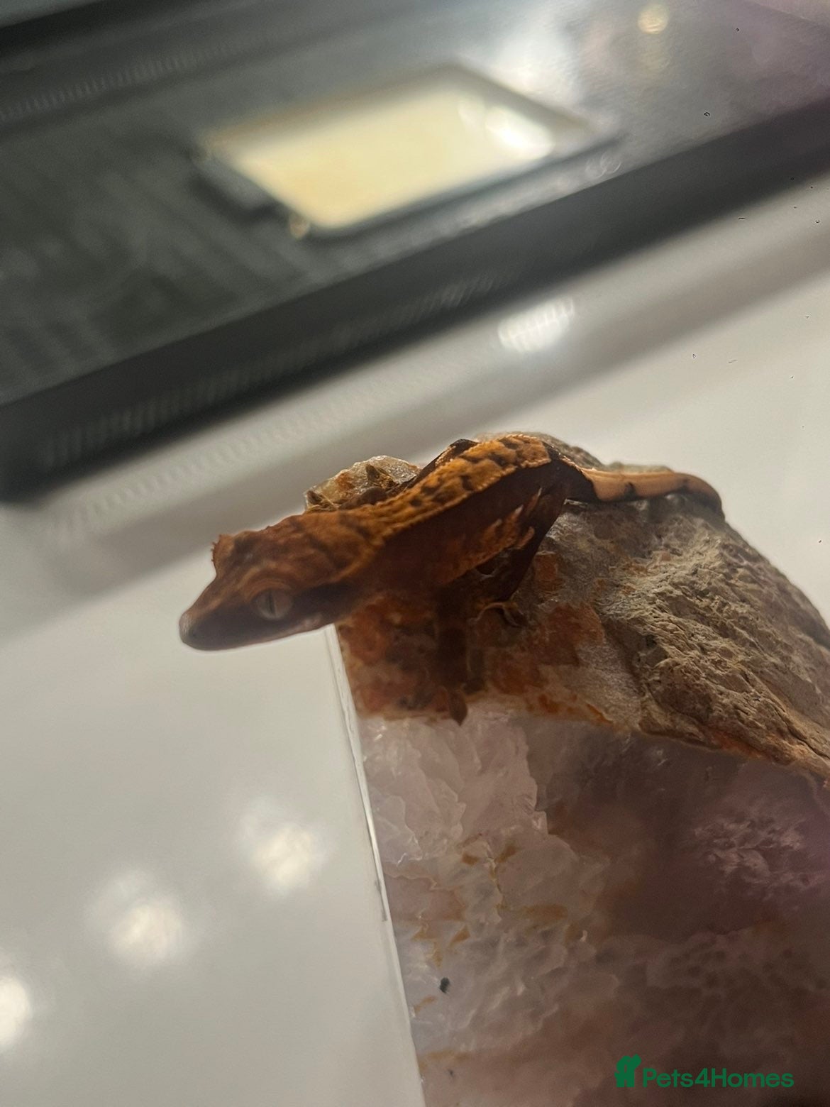 Gecko reptiles Stunning baby crested geckos - Advert 5