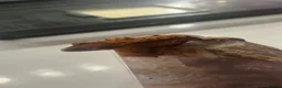 Gecko reptiles for sale: Stunning baby crested geckos - Advert 1