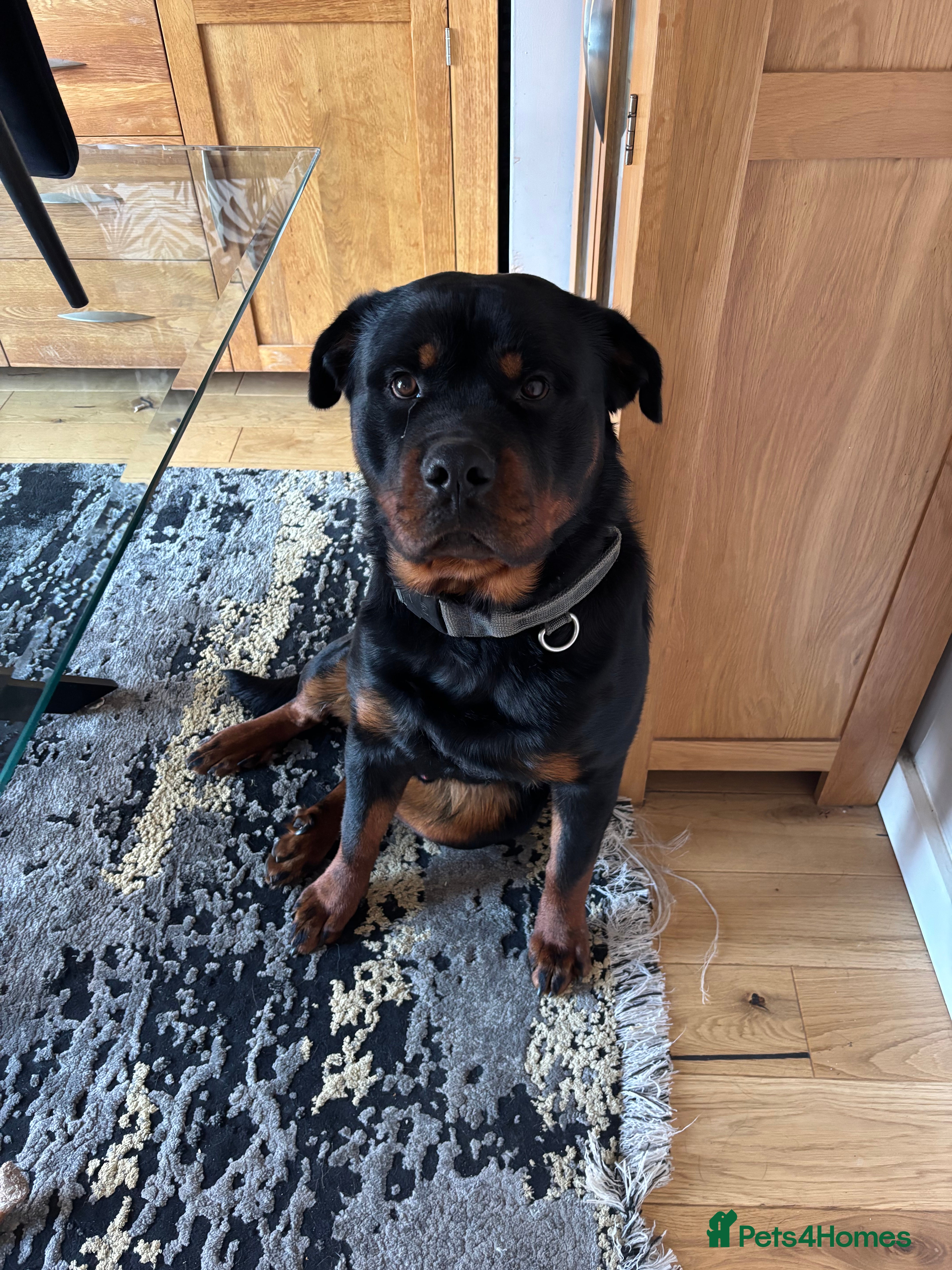 Rottweiler dogs Male Rottweiler needing new home  - Advert 14