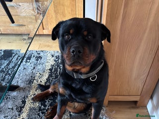 Rottweiler dogs Male Rottweiler needing new home - Advert 14