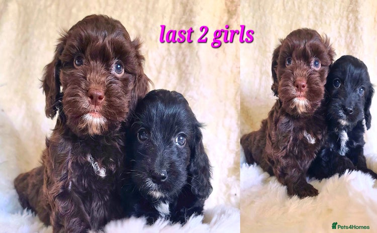 Cockapoo dogs - Advert 2