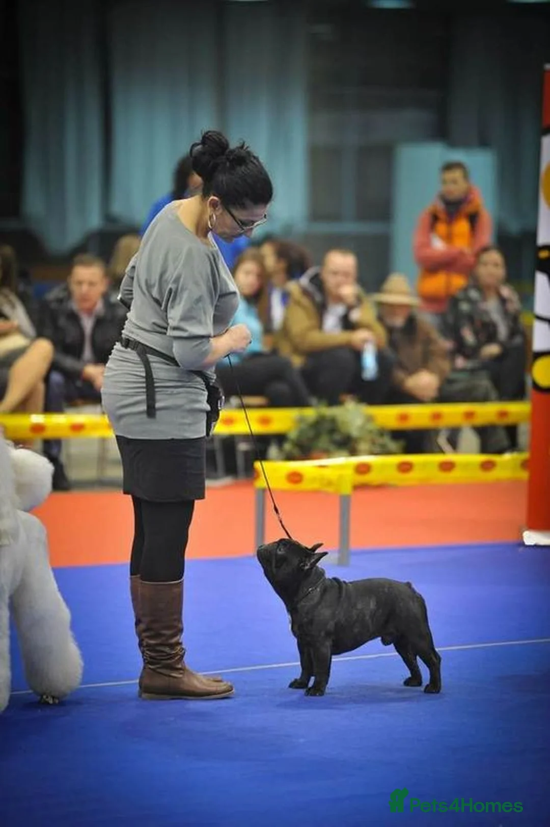 French Bulldog dogs for stud: INTERNATIONAL CHAMPION French Bulldog for STUD - Advert 7