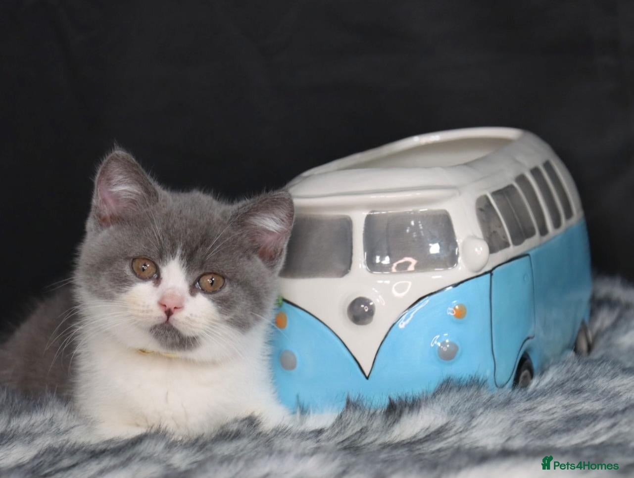 British Shorthair cats Tica registered British Shorthaired kittens - Advert 1