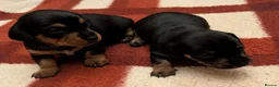 Mixed Breed dogs for sale: Adorable 3/4 Dachshund and 1/4 Chihuahua Chiweenie in Portsmouth - Advert 5