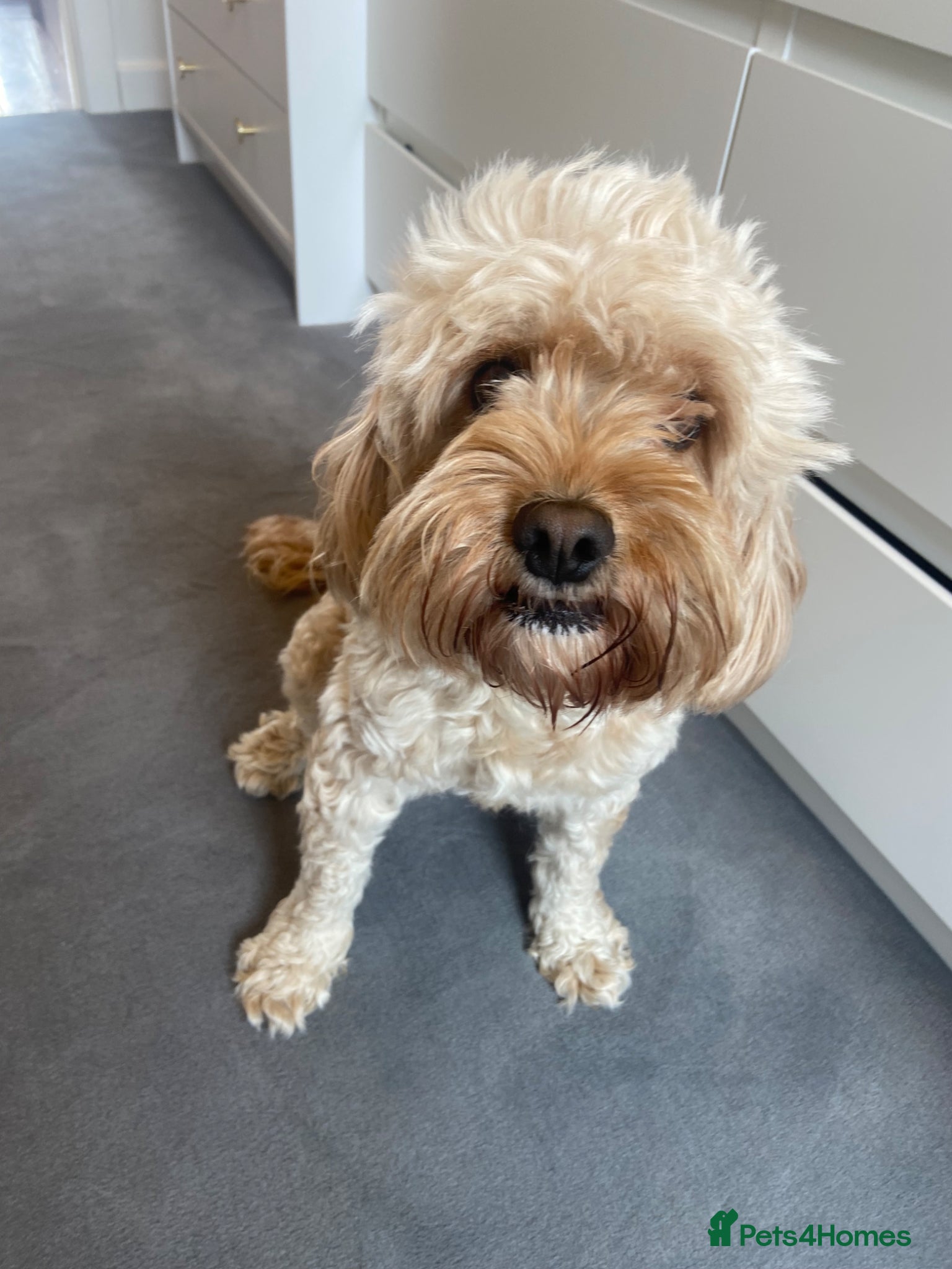 Cavapoo dogs Cavapoo puppies Fully Health Tested Fox Red  - Advert 2