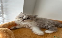 British Shorthair cats for sale: 🐻 STUNNING GIRL GCCF REGISTERED REDUCED LAST 1 🐻 - Image 33