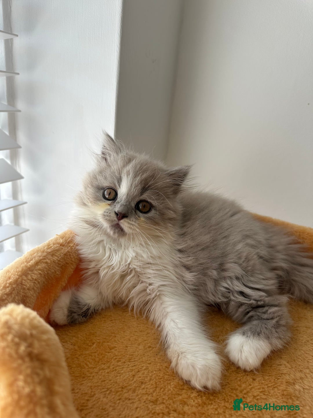 British Shorthair cats for sale: 🐻 STUNNING GIRL GCCF REGISTERED REDUCED LAST 1 🐻 - Image 33