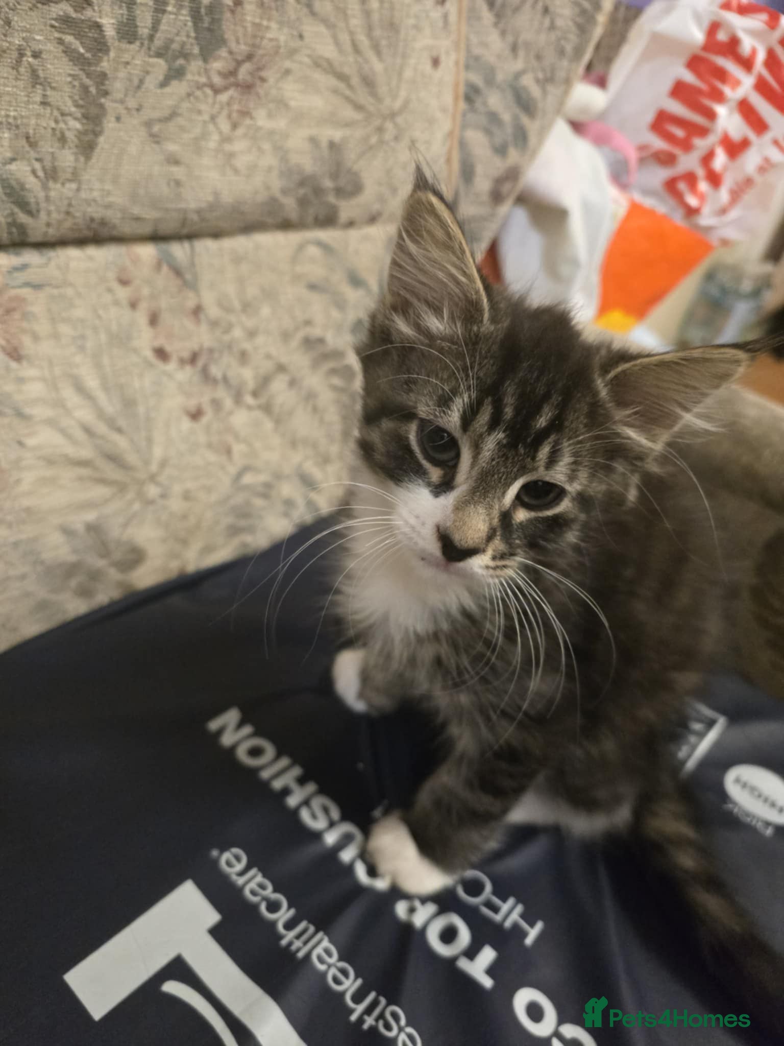 Mixed Breed cats Maincoon x tabby kittens  - Advert 1