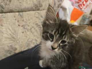 Mixed Breed cats Maincoon x tabby kittens - Advert 1