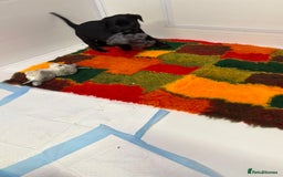 Labrador Retriever dogs for sale: Black pedigree Labradors only 3 girls available  - Image 14